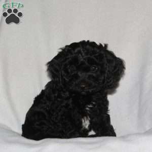 Mr, Sparkles, Cockapoo Puppy